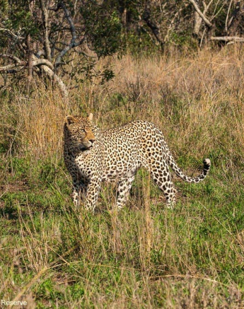 27andries Leopard.hanyile 101020 3 Final 27andries Leopard.hanyile 101020 3 Final