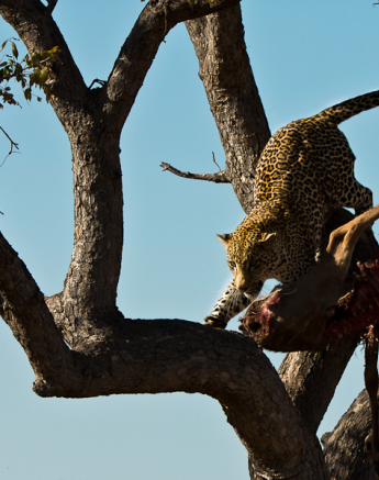 Arboreal Acrobat 7 Arboreal Acrobat 7