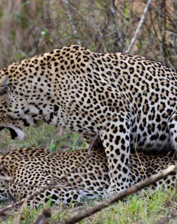 Sabi Sabi Photography 10 Sabi Sabi Photography 10