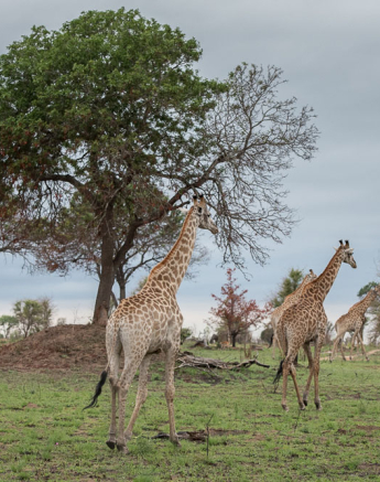 Mike Palmer Giraffe Mike Palmer Giraffe