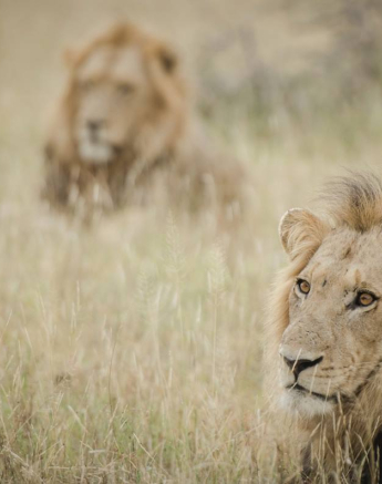 10845597 814930021887984 2450691299476079014 O