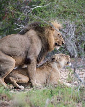 06Grant Rodewijk Mating Lion 290116 3 06Grant Rodewijk Mating Lion 290116 3