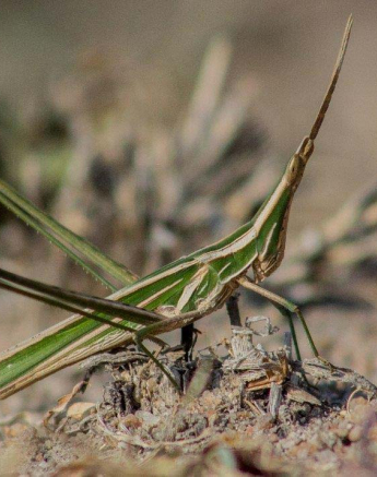 30Tayla McCurdy Grasshopper 07 June 16 1 30Tayla McCurdy Grasshopper 07 June 16 1