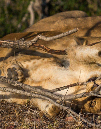 06Franscois Rosslee Lioncub1 1 Of 1 06Franscois Rosslee Lioncub1 1 Of 1