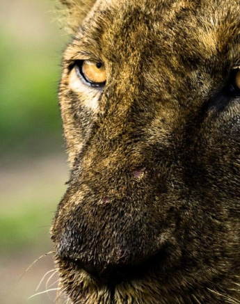 06Sheldon Hooper Lions 2 Final 06Sheldon Hooper Lions 2 Final