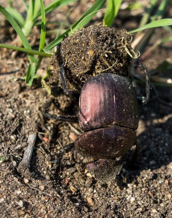 13Franscois Rosslee Dungbeetle Final 13Franscois Rosslee Dungbeetle Final