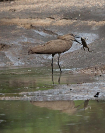 17Kevan Dobbie Hammerkop Final 17Kevan Dobbie Hammerkop Final