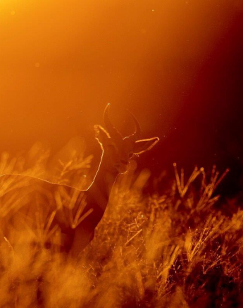 10Kyle 17 Jan 2017 Backlit Impala Final 10Kyle 17 Jan 2017 Backlit Impala Final