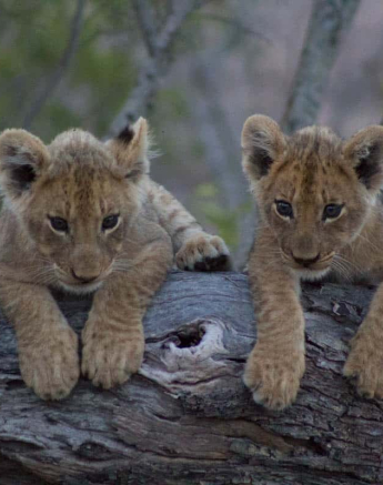 05Frederik Aucamp Southern Pride Cub 3 Final