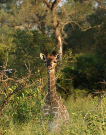 33Steff McWilliam Baby Giraffe 21 03 19 Final 33Steff McWilliam Baby Giraffe 21 03 19 Final