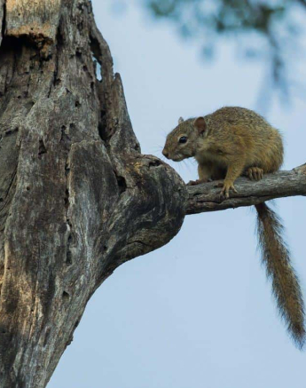08Kevan Dobbie Tree Squirrel Final 08Kevan Dobbie Tree Squirrel Final