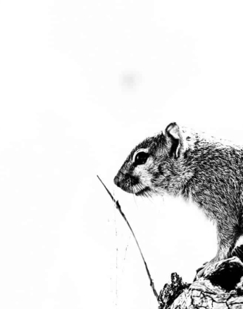 06Kevan Dobbie Tree Squirrel 1108 Final 06Kevan Dobbie Tree Squirrel 1108 Final