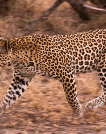 11Frederik Aucamp Ntsumi Female Leopard 05 07 2019 2 Final 11Frederik Aucamp Ntsumi Female Leopard 05 07 2019 2 Final
