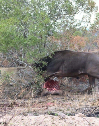 28andries Ndlovu Lions 041119 3 Final 28andries Ndlovu Lions 041119 3 Final