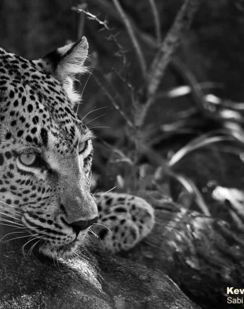 03Kevin Van Der Linde Ntsumi 29112019 Final 03Kevin Van Der Linde Ntsumi 29112019 Final