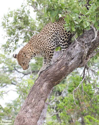 16andries Ndlovu Leopard Ntsumi 22 12 19 3 Final 16andries Ndlovu Leopard Ntsumi 22 12 19 3 Final