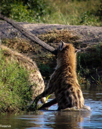 16Rebecca Boshoff Hyaena 15 Final 16Rebecca Boshoff Hyaena 15 Final