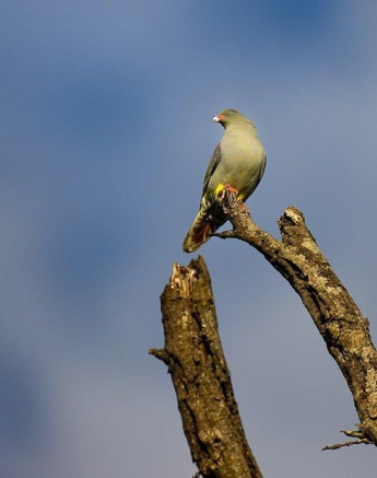 A07Graeme Stewart African Green Pigeon 200122 Final A07Graeme Stewart African Green Pigeon 200122 Final