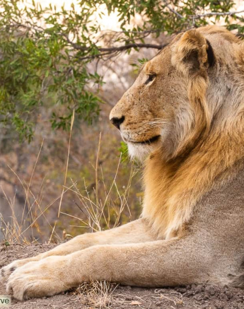 09andries Lion.male .unknown 1 Final 09andries Lion.male .unknown 1 Final