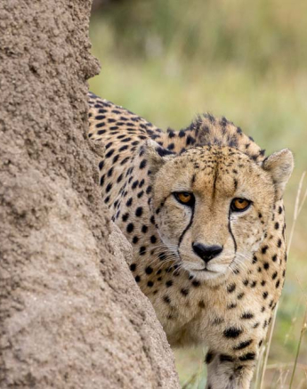 Kyle Cheetah 3 1 Kyle Cheetah 3 1