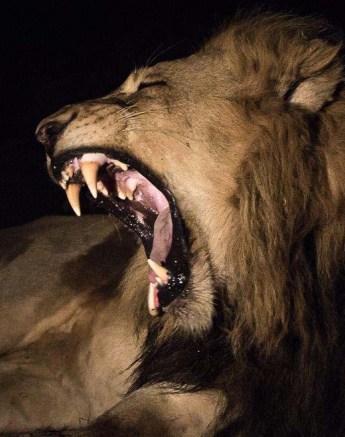 02Sheldon Hooper Lions After Dark 6 02Sheldon Hooper Lions After Dark 6