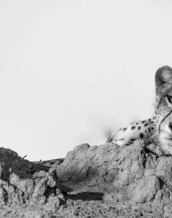 02Kyle Cheetah Posing 2 02Kyle Cheetah Posing 2