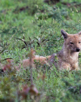 29 Kevan Dobbie Jackal 03 2 29 Kevan Dobbie Jackal 03 2