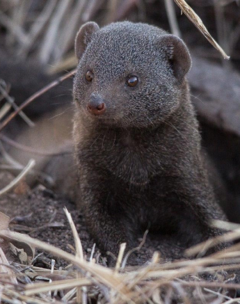 29Henry Woest Mongoose 1 Of 1 Final 29Henry Woest Mongoose 1 Of 1 Final