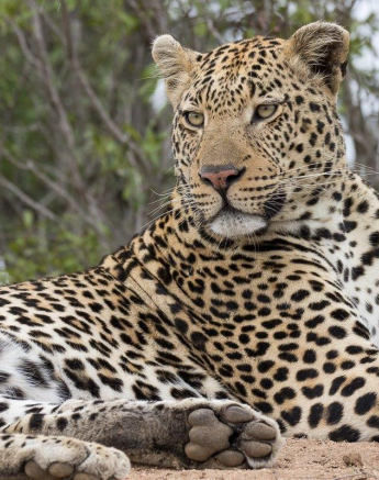 17Franscois Rosslee Leopard 1 Of 1 Final 17Franscois Rosslee Leopard 1 Of 1 Final
