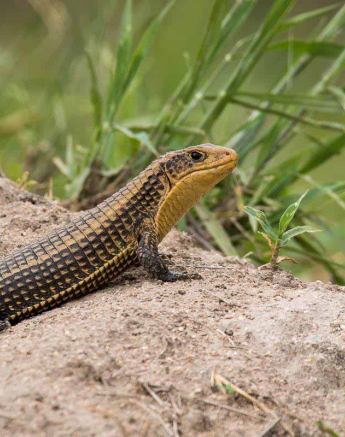 09Franscois Rosslee Giant Plated Lizard 1 Of 1 Final 09Franscois Rosslee Giant Plated Lizard 1 Of 1 Final