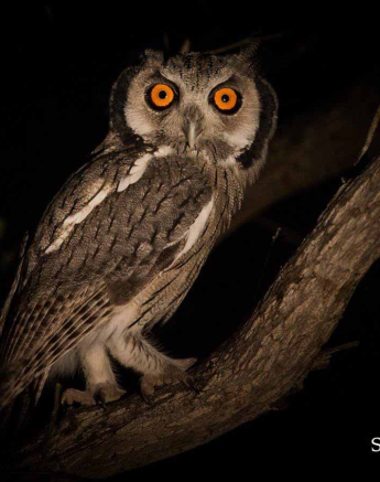 41Kevan Dobbie White Faced Owl 150318 Final 41Kevan Dobbie White Faced Owl 150318 Final