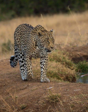21Kevan Dobbie Leopard Male Unknown 020818 2 Final 21Kevan Dobbie Leopard Male Unknown 020818 2 Final