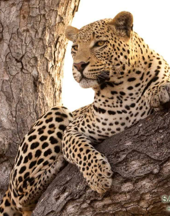 07Frederik Aucamp White Dam Male Leopard 3 Final 07Frederik Aucamp White Dam Male Leopard 3 Final