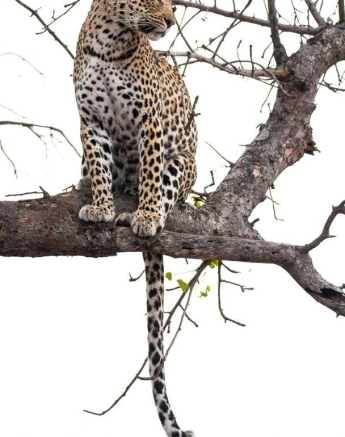 06Frederik Aucamp Kagelia 02 11 2018 Final 06Frederik Aucamp Kagelia 02 11 2018 Final