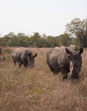 04Frederik Aucamp White Rhino 1 Final