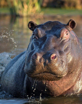 32Francois Malan Hippo 2018903 2 Of 4 Final 32Francois Malan Hippo 2018903 2 Of 4 Final