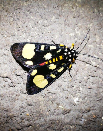 10Kerry Lee Roberg Maiden Final