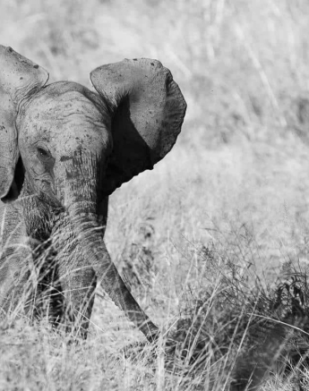 14Kevin Van Der Linde Elephant 02052019 2 Final