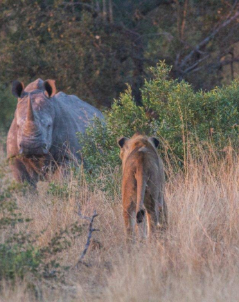 13Frederik Aucamp Talamati Male Lions And White Rhino 16 06 2019 4 Final 13Frederik Aucamp Talamati Male Lions And White Rhino 16 06 2019 4 Final