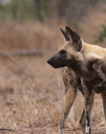 28Louise Murray Wild Dog 20092019 1 Final 28Louise Murray Wild Dog 20092019 1 Final