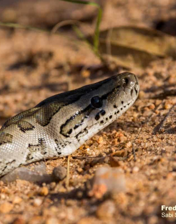 02Frederik Aucamp African Rock Python 1 Final 02Frederik Aucamp African Rock Python 1 Final