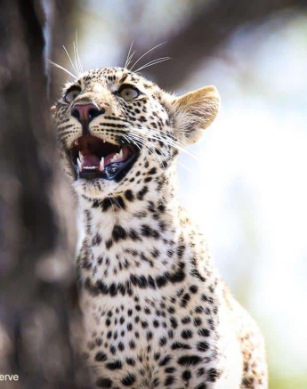 14Ally Ross 20191202 Scotia Cub Female 01 Final 14Ally Ross 20191202 Scotia Cub Female 01 Final