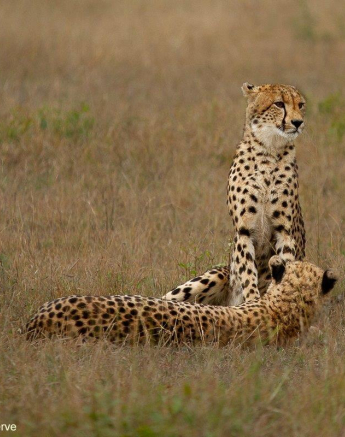 32Amy Leigh Cheetah 2 070521 Final 32Amy Leigh Cheetah 2 070521 Final