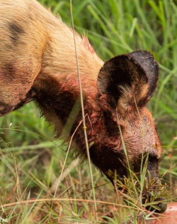 A40David Den Hartog Wild Dog 23 01 2022 1 Final