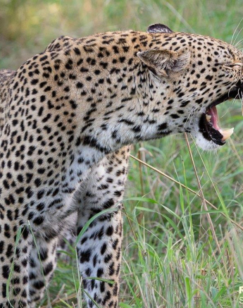 A16ronald Mutero Keegelia And Cubs 12042022 4 Final