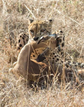 29Kevan Dobbie Cheetah 25.06.7 Final