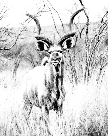 07Kevan Dobbie Kudu 1010.1 Final 07Kevan Dobbie Kudu 1010.1 Final