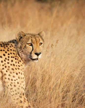 11Kerry Lee Roberg Cheetah.1 Final 1 11Kerry Lee Roberg Cheetah.1 Final 1