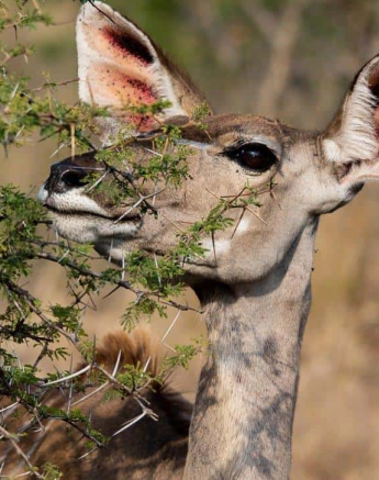 09Kerry Lee Roberg Kudu.2 Final