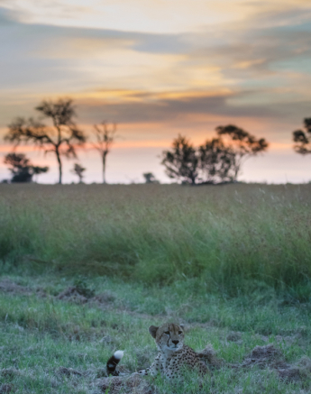Cheetahsunset